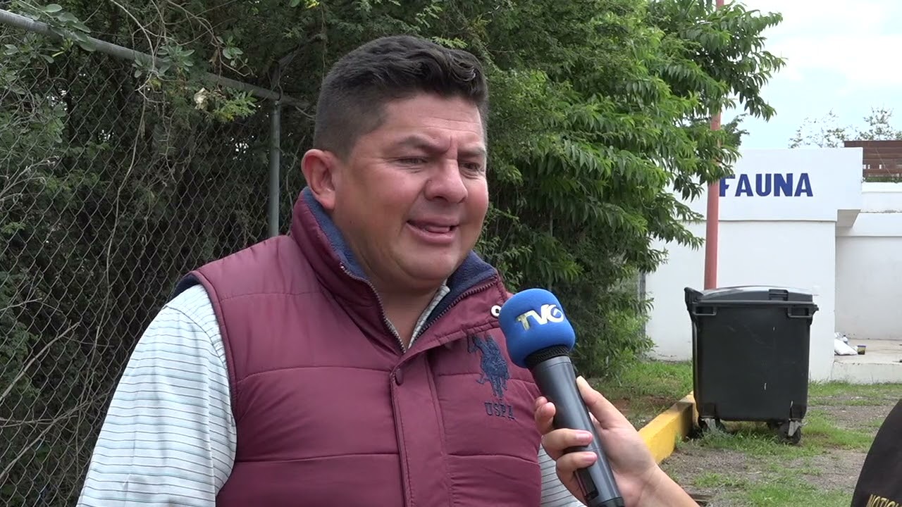 &iexcl;Un #venado cola blanca fue atropellado en la carretera de Santa Teresa! 🦌