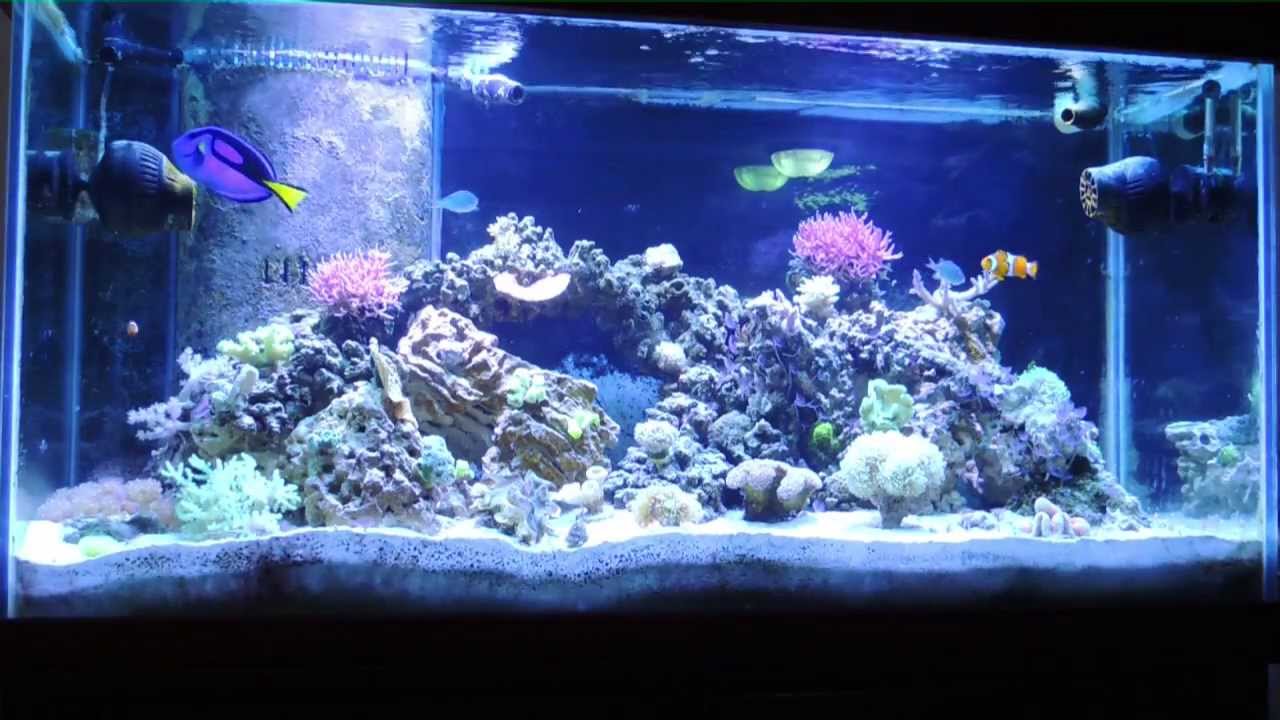 How I eliminated Ich in my reef tank