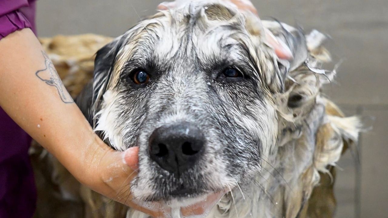 She Wasn't Bred For Spa Days...😅