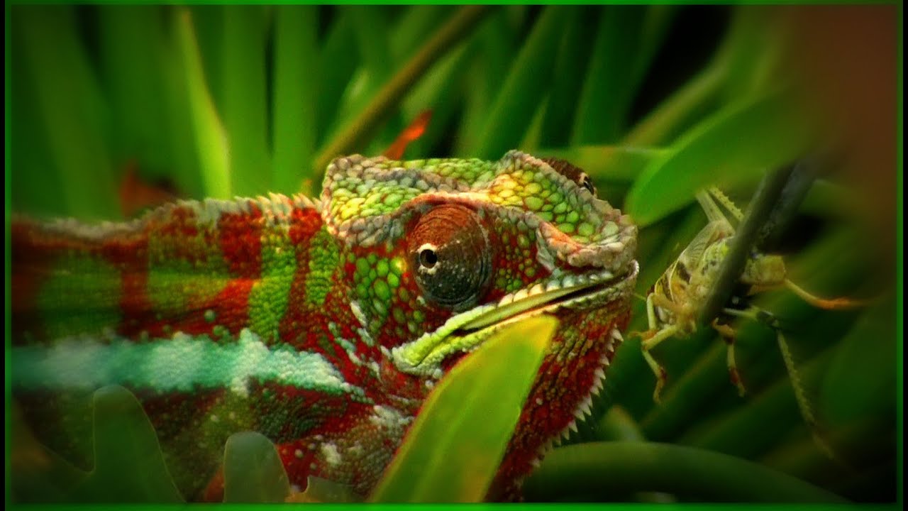 Chameleón jemenský - Chamaeleo calyptratus