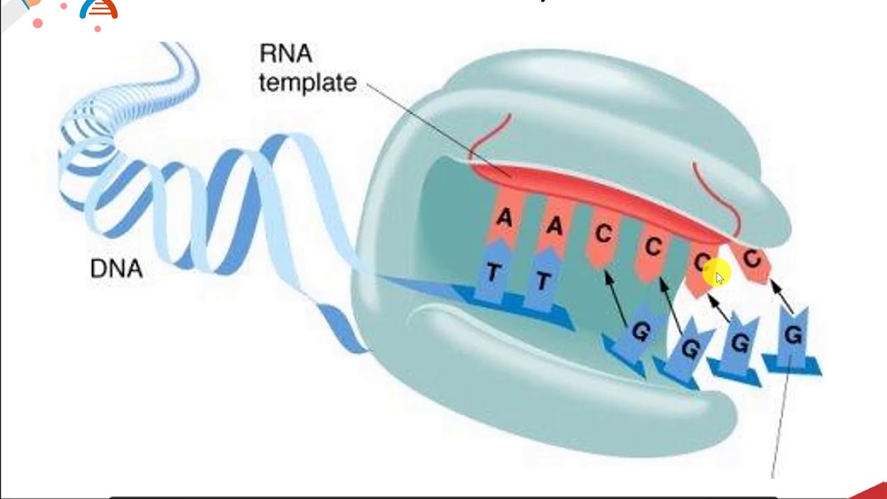 CH450 Chapter 9.6 Replication of Telomeres