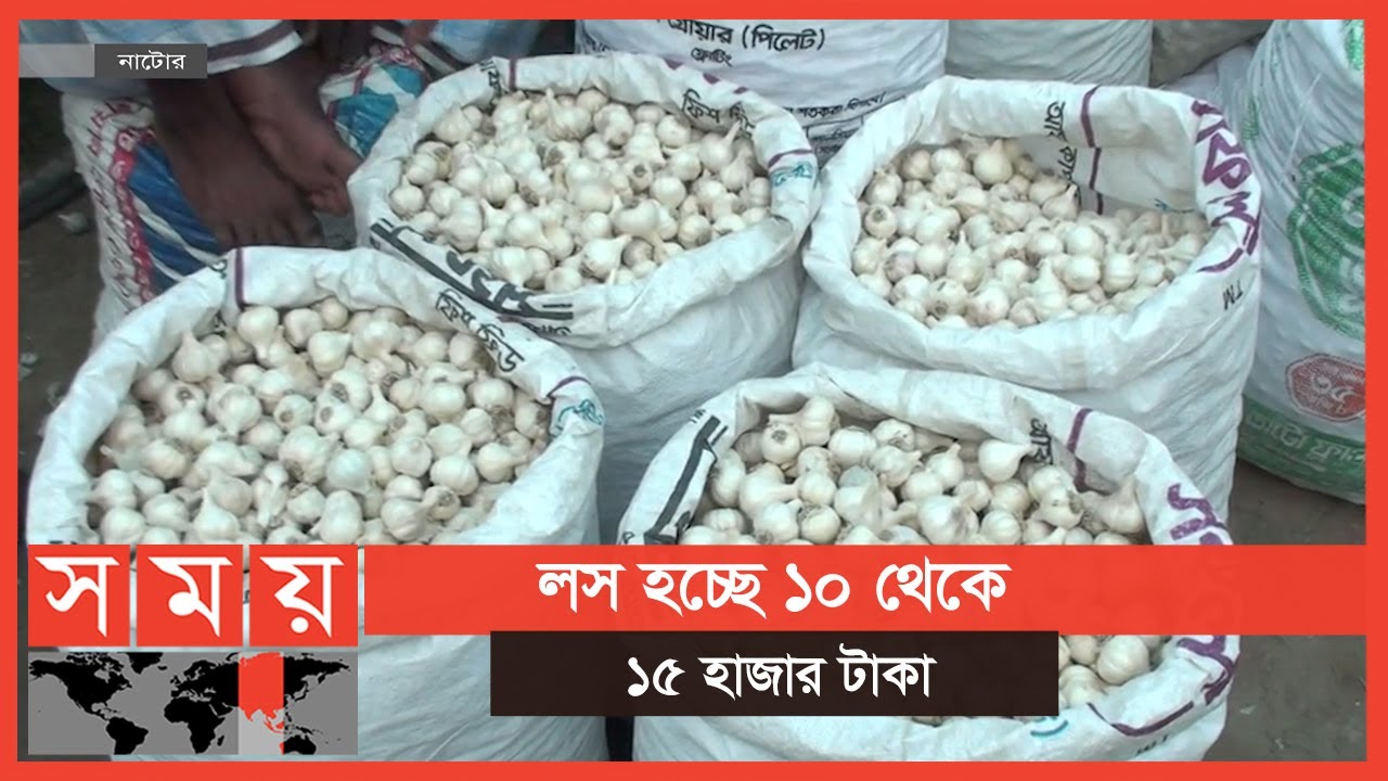 নাটোরে রসুনের দাম কমায় হতাশ চাষিরা! | Natore News | Garlic Business | Somoy TV