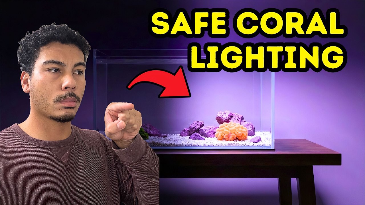 Lighting and Coral Acclimation | Starter Guide 2026
