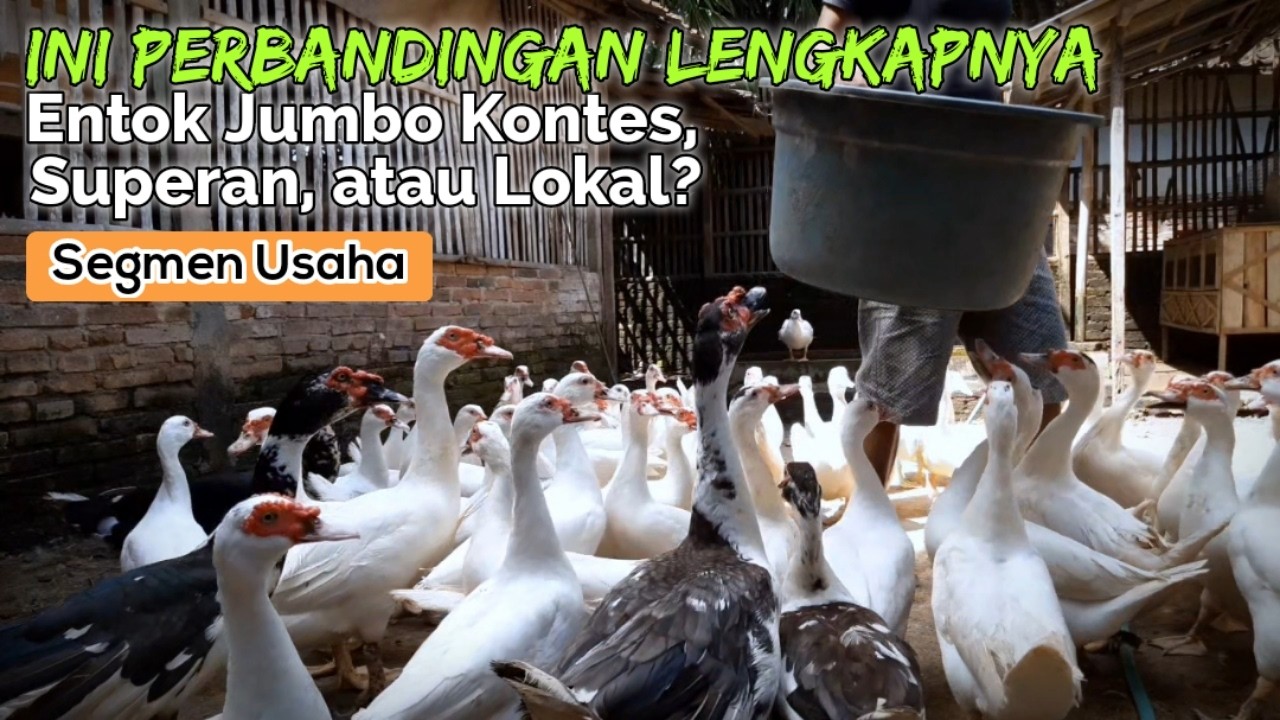 JANGAN SALAH PILIH ! Ini Bedanya Ternak Entok Jumbo Kontes Superan & Lokal