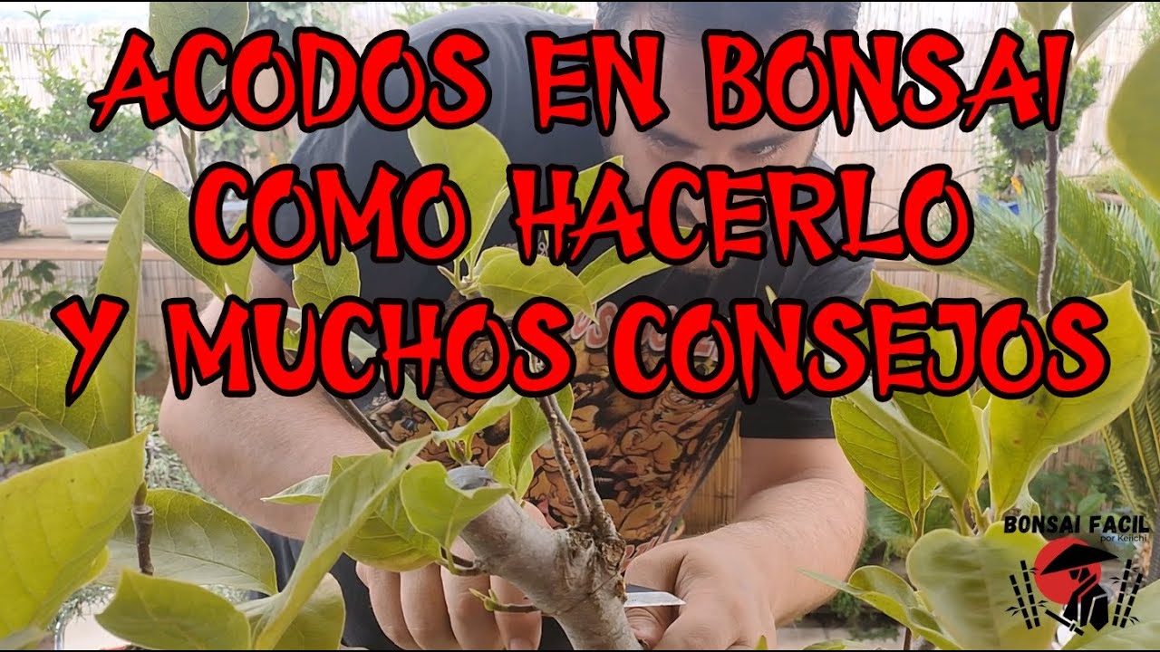 Acodo en Bonsai Facil consejos y trucos!