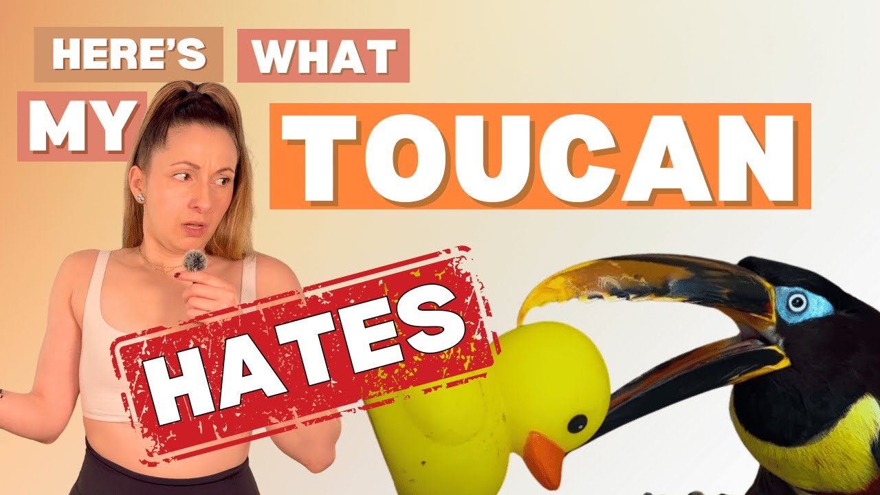 Things My Toucan HATES!