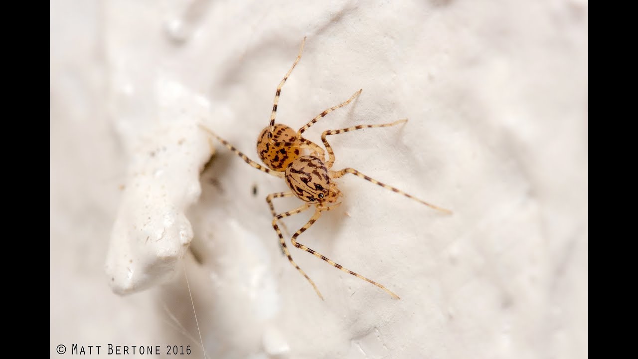 The spiders you'll find in your house, if you look closely | Sci NC