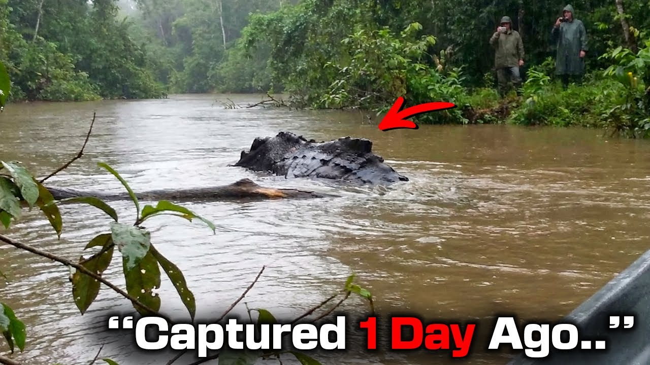 Congo River Fishermen Captured Footage Of Creature With Blackened Ridged Back Moving Against Current