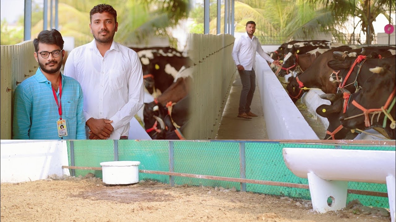 35 गायींचा गोठा | महिना दीड लाखांचा निव्वळ नफा | कमी खर्चात गोठा नियोजन | Dairy Farming Maharashtra