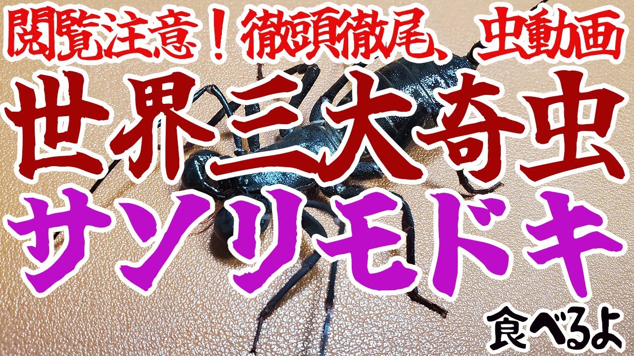 【閲覧注意】世界三大奇虫サソリモドキを食べる