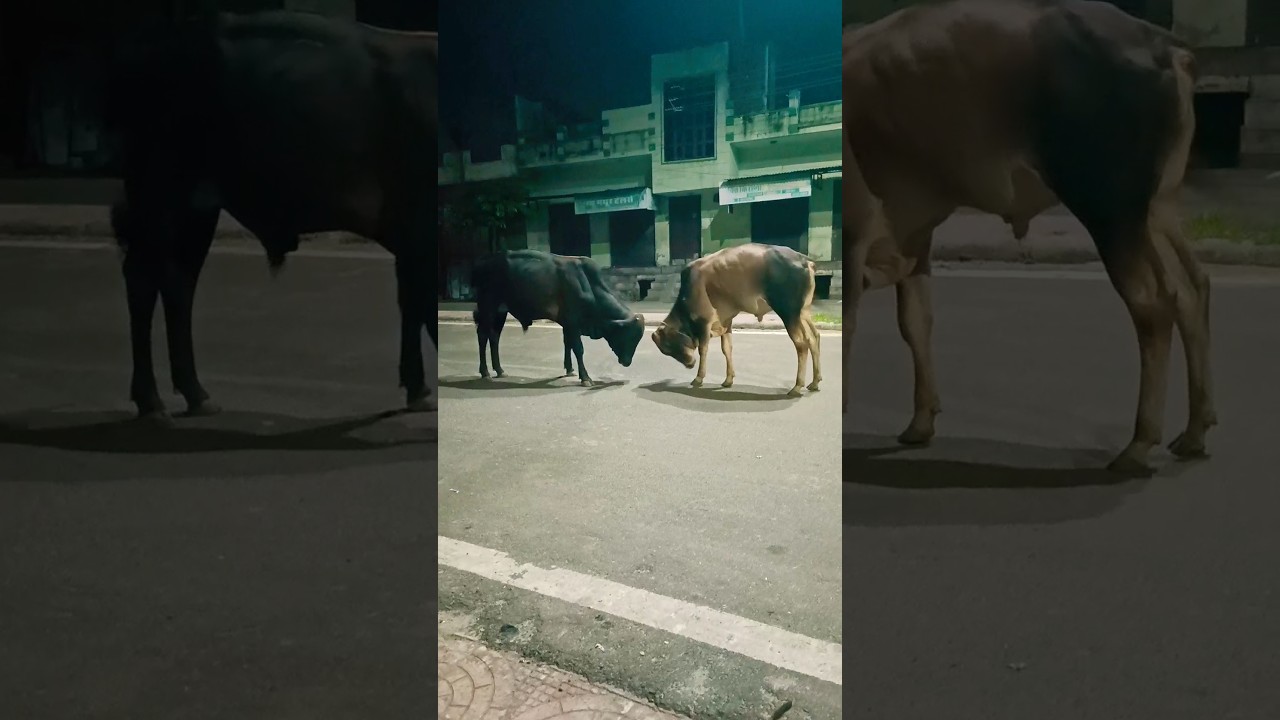 cow😎video world animal trand ||cow video world animal trand#shorts#viral#DJ 😎