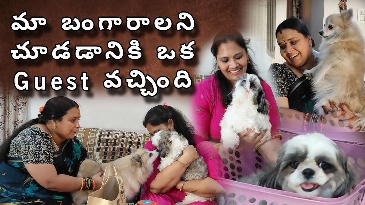 మా బంగారాలని చూడడానికి Special Guest వచ్చింది | Puppies Reaction 🐶 | Cute Puppy Vlog