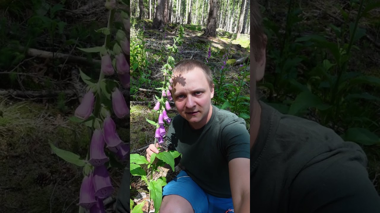 Naparstnica purpurowa (łac. Digitalis purpurea) - roślina trująca #zioła #natura #lato #nature