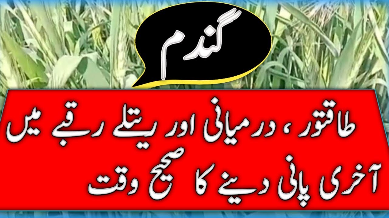 Best time of last irrigation in wheat crop || agricultural top secrets