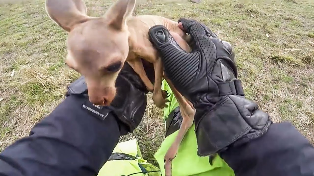 BABY KANGAROO SAVED BY BIKER | BIKERS ARE NICE |  [EP. 67]