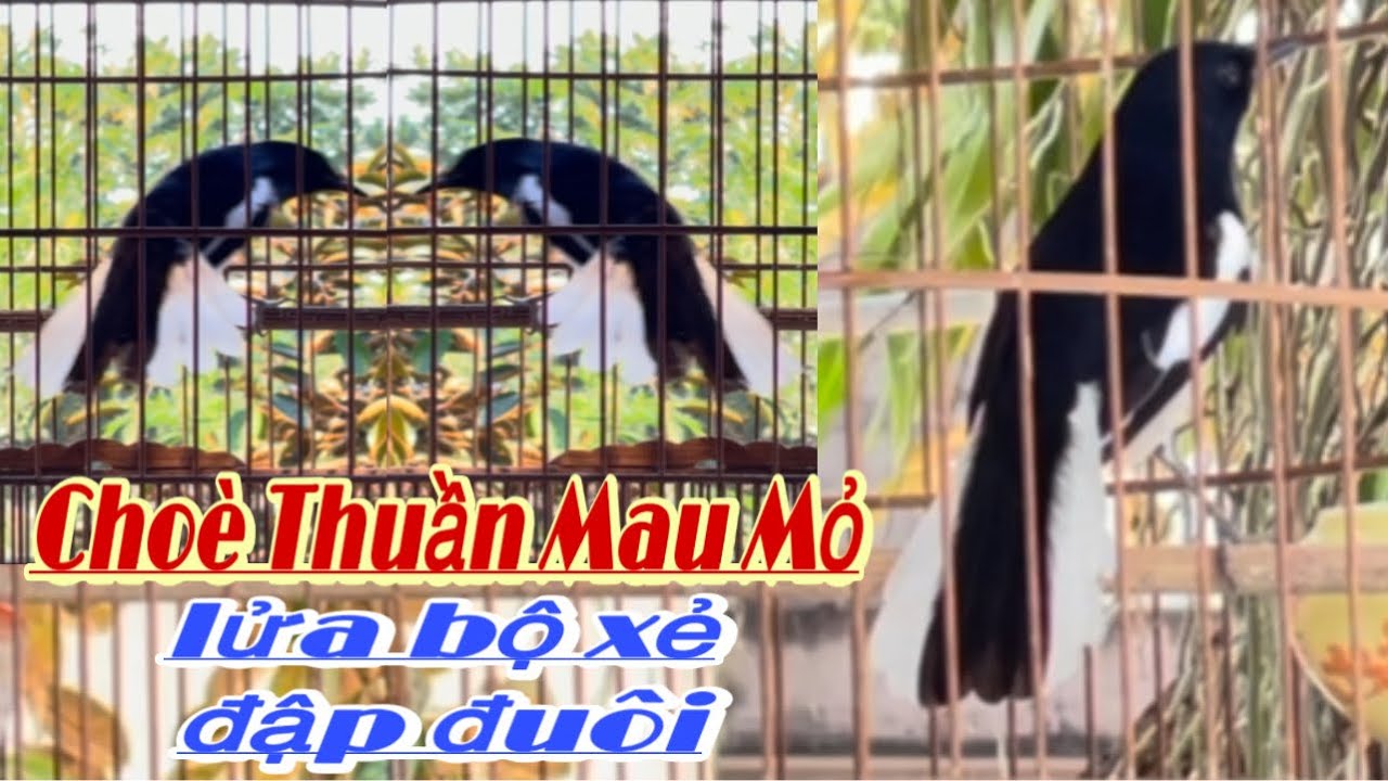 Choè Thuần Mau Mỏ|Bộ To Dài Bóng Mướt |Choè Lửa Bộ Xẻ Mini |Đập Đuôi Kéo Thuốc Lào |Ae Sưu Tầm Chơi.