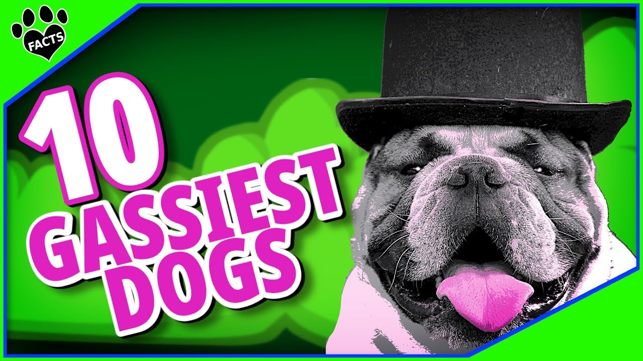 Top 10 Farty Dog Breeds - You Won't Believe Gassy #7! - Dogs 101
