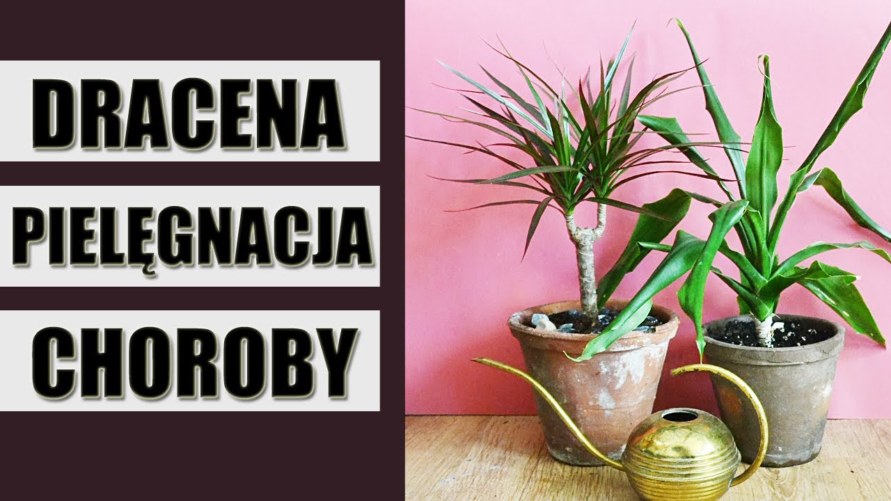 DRACENA pielęgnacja, wymagania, choroby i szkodniki