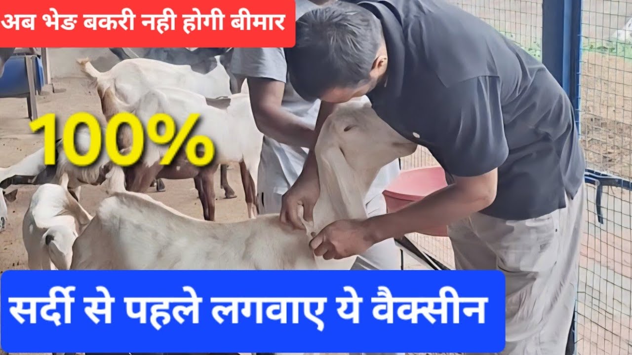 बकरियों के लिए सर्दी में जरूरी टीकाकरण 💉 की पूरी जानकारी ?  |Goat Vaccination|@VetDkswami
