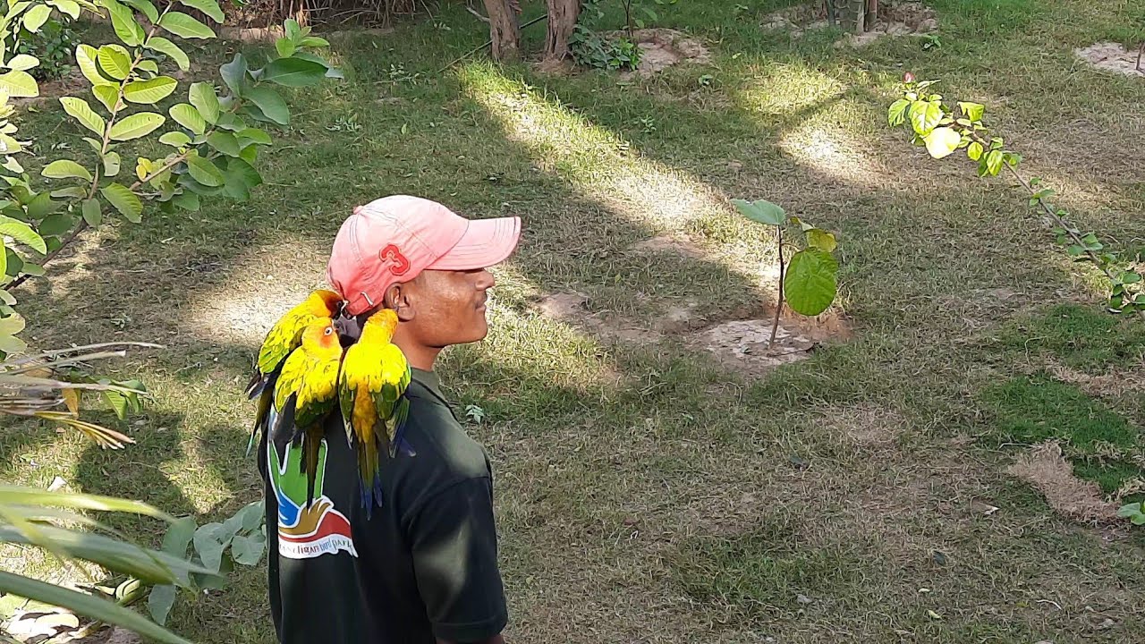 Chandigarh Bird Park near Sukhna lake 2021 | Bird park opens for visitors 2021 | #chandigarh #bird