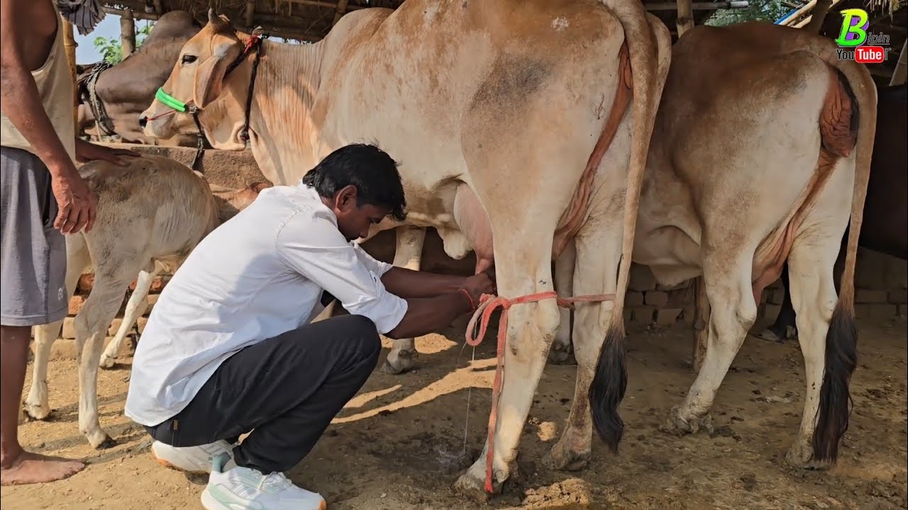 चौसा मंडी से देसी गाय खरीदने के बाद बनारस के लिए निकले भैंस फार्म की विडियो बनाने | Bipin Singh