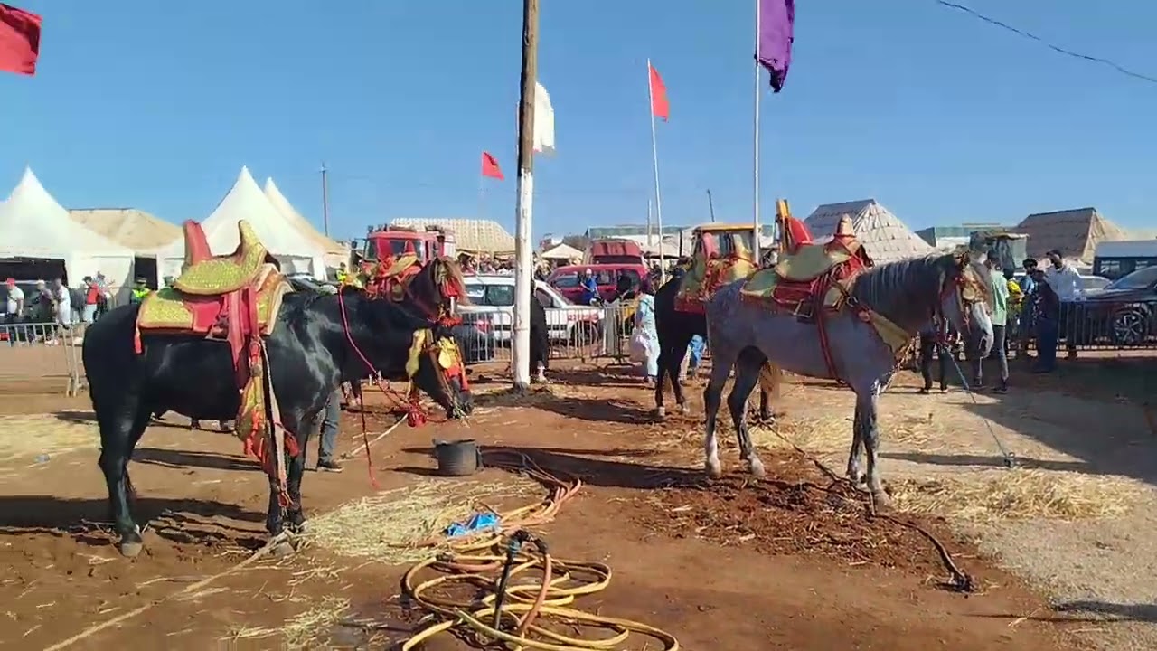 موسم الوالي الصالح سيدي محمد الخياطي #للتبوريدة #جماعة_ساحل أولاد حريز عمالة برشيد 