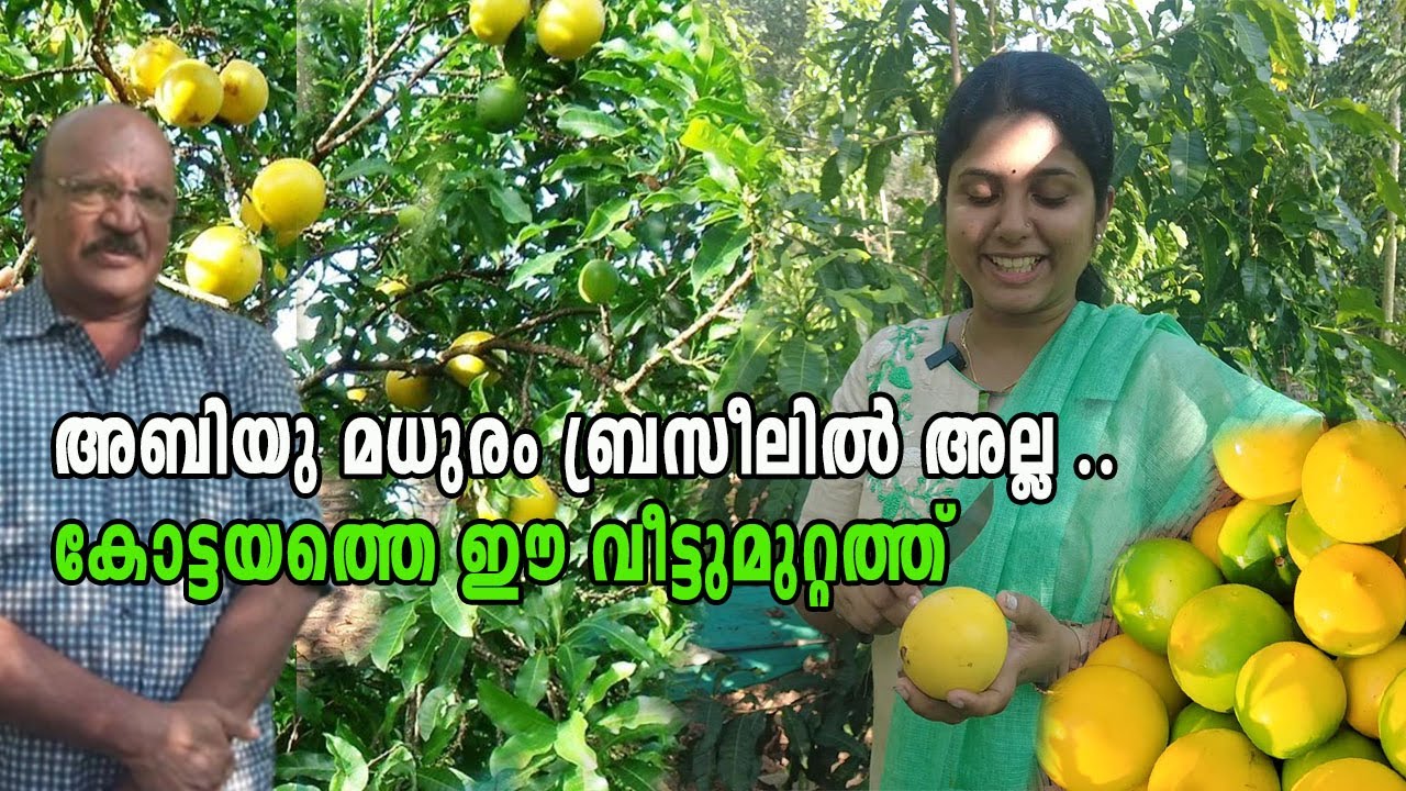 അബിയു കൃഷിയുടെ മധുരം കോട്ടയത്ത് I Abiu Farming Kerala Kottayam I Abiu Fruit Kerala