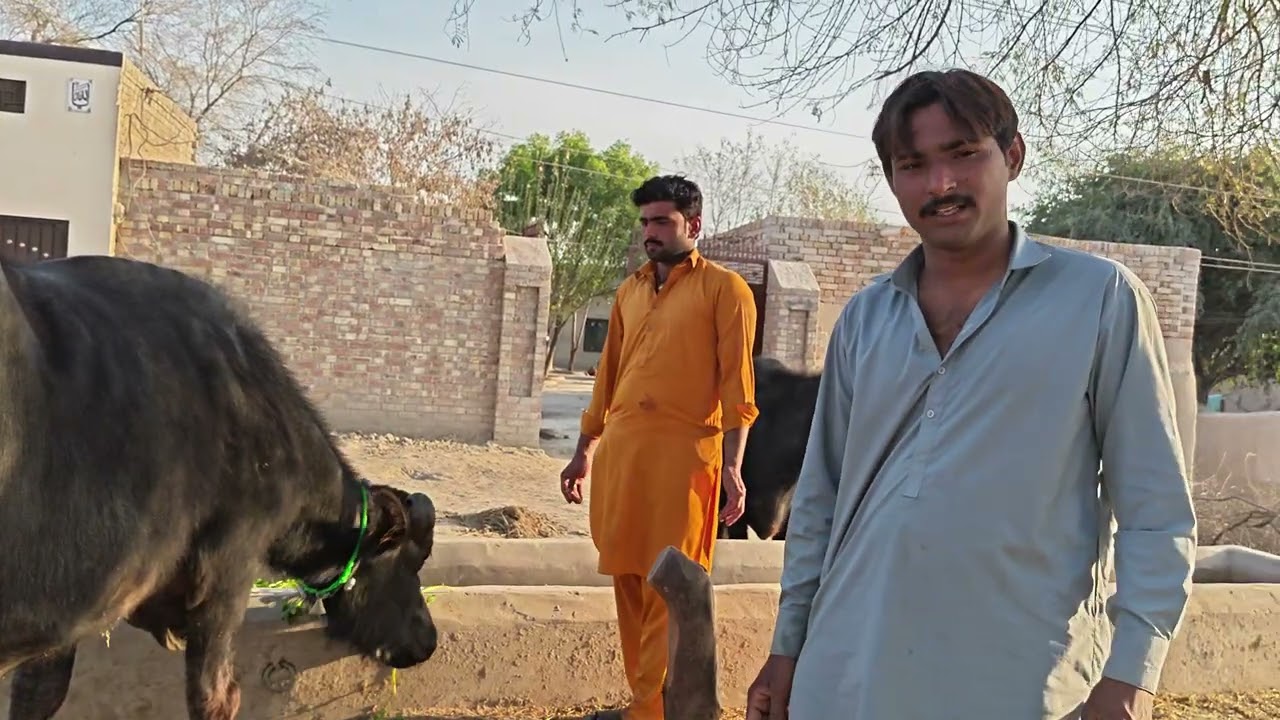 نیلی بار علاقہ ہیڈ سلیمانکی کی خوبصورت جھوٹی سیل/Okara Animal Tv/03004576252