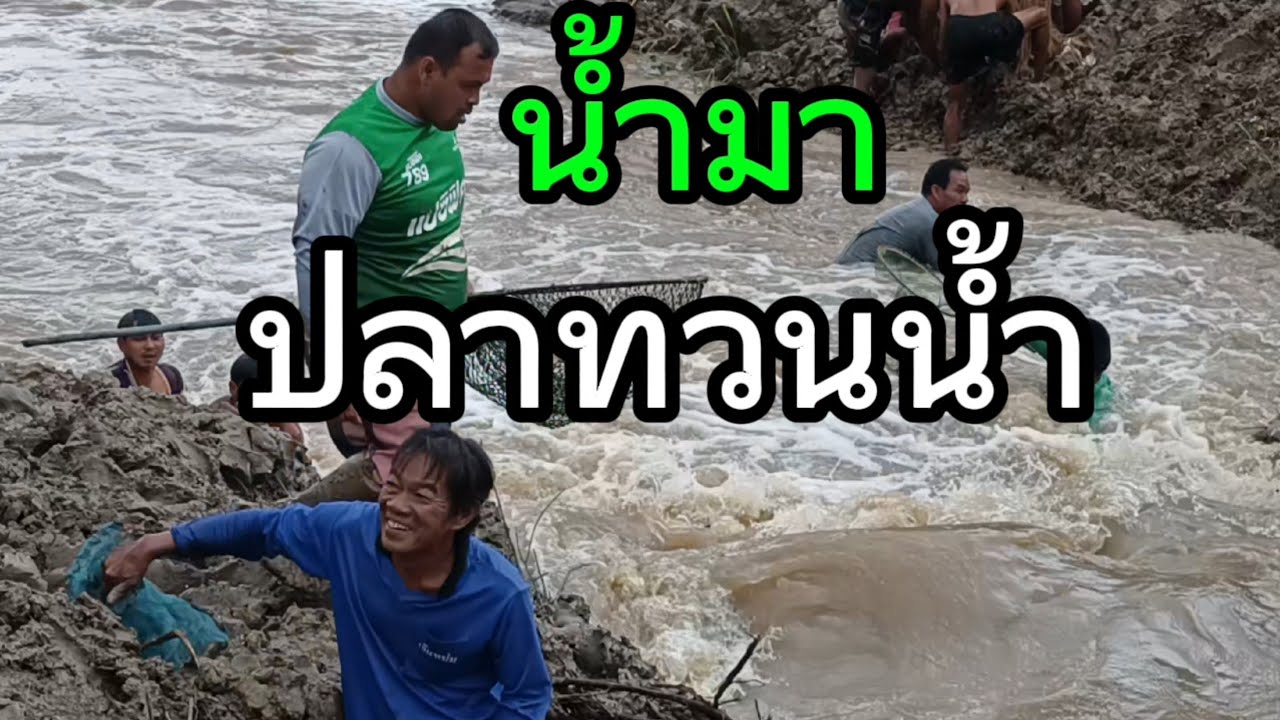 น้ำมาปลาทวนน้ำ #ยกยอ #ทอดแห #จับปลา ปลาหลายคักหลายแหน่ พี่น้องเอ้ย
