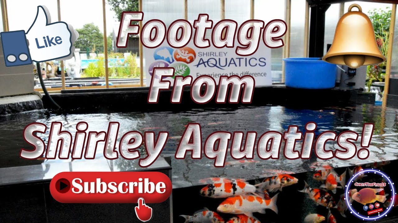 Footage From Shirley Aquatics