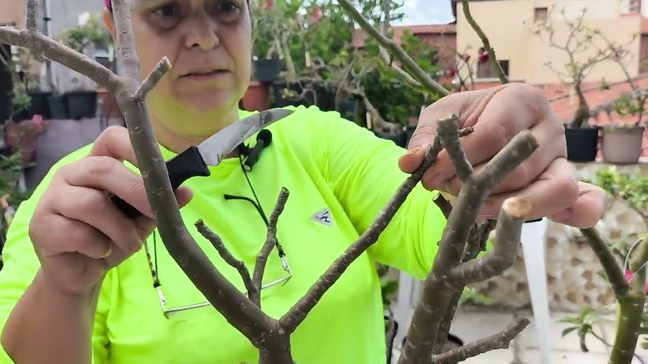 Qual a época de fazer PODA na sua Rosa do deserto ?