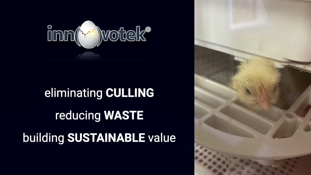 Innovotek&reg; &ndash; Advanced Egg Analysis & Selection Technology
