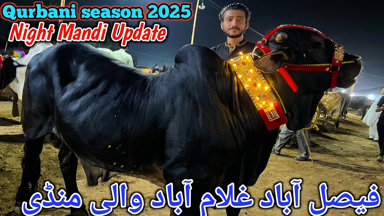 Faisalabad to Chiniot bypass Mandi latest update || cow Mandi 2025 | 23,May