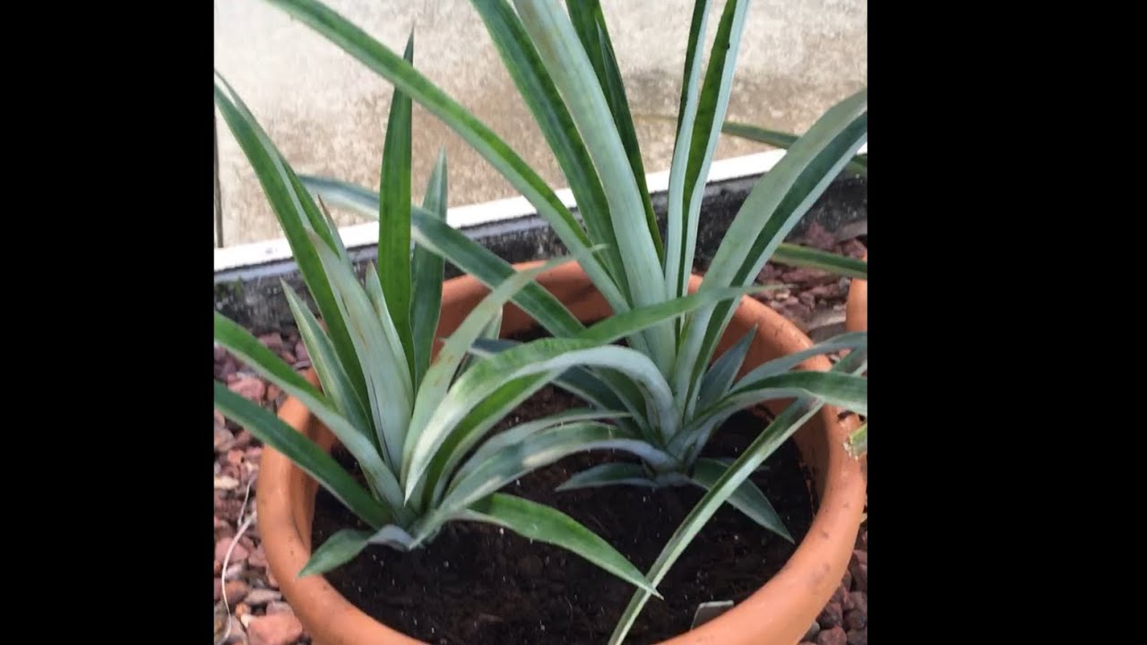 WHEN SHOULD YOU REPOT YOUR PINEAPPLE PLANT?