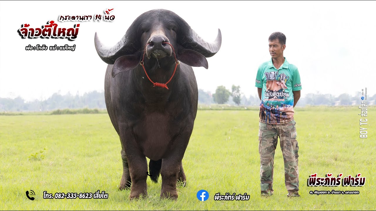 พัฒนาควายยักษ์ด้วยควายจัพฟาราบัส เจ้าตี๋ใหญ่ พีระภัทร์ฟาร์ม