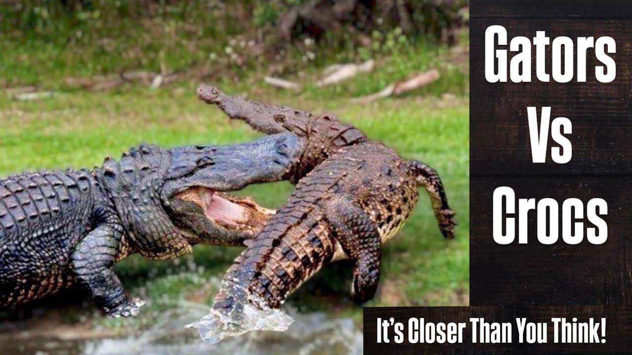 Alligators Vs Crocodiles: What Happens When They Interact?