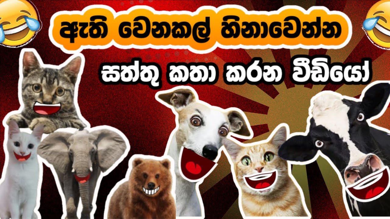 අඩෝ තොට පුලුවන්නම් මට කොච්චර පුලුවන්ද මෙතන Animal athal meme sri lanka |2024 2025 |Animal funniest 😂
