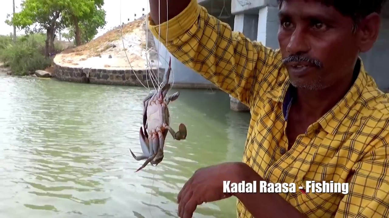 MUDCRABS Catching | Catching MudCrabs in Handline Traps in River | Crabs Traps