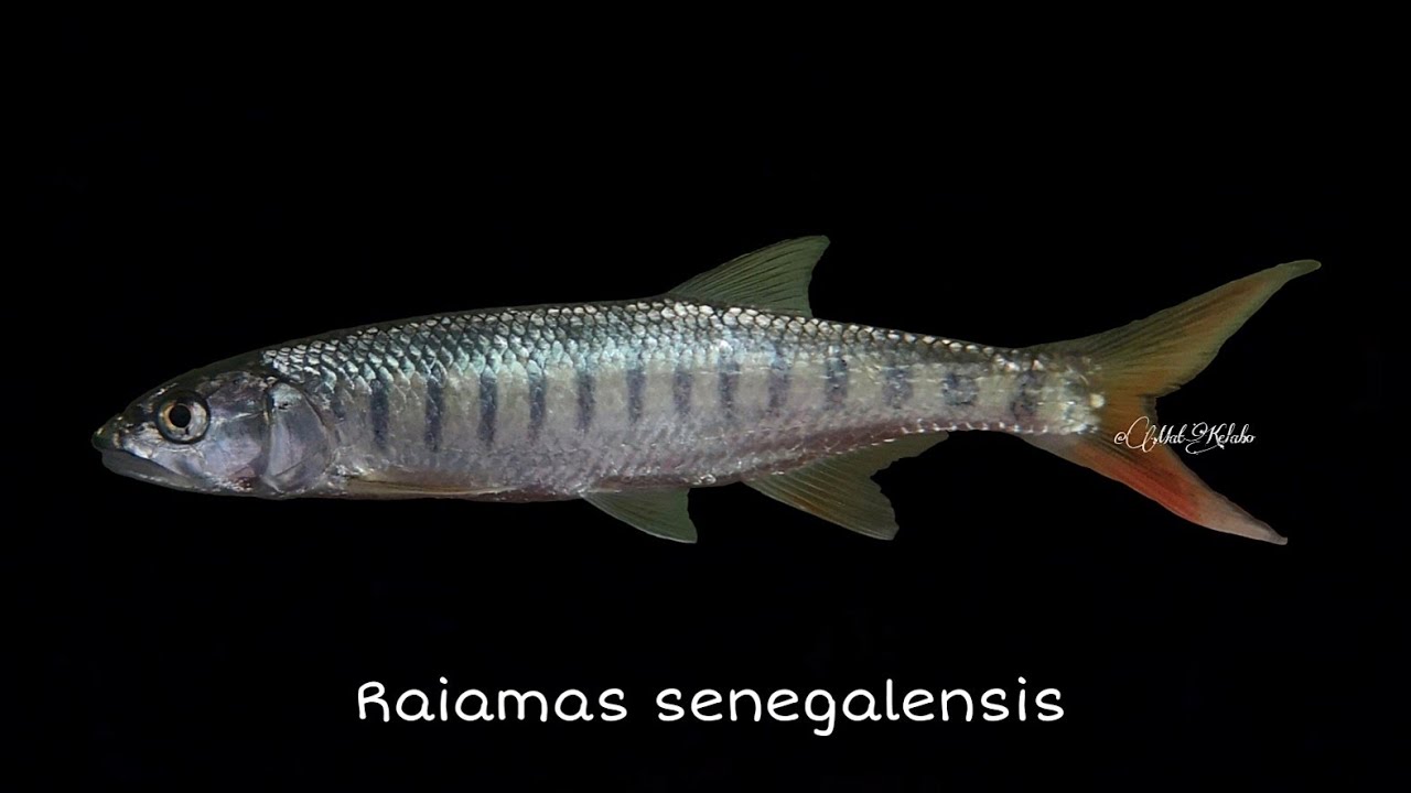 Raiamas senegalensis @ Senegal Minnow (Congo)
