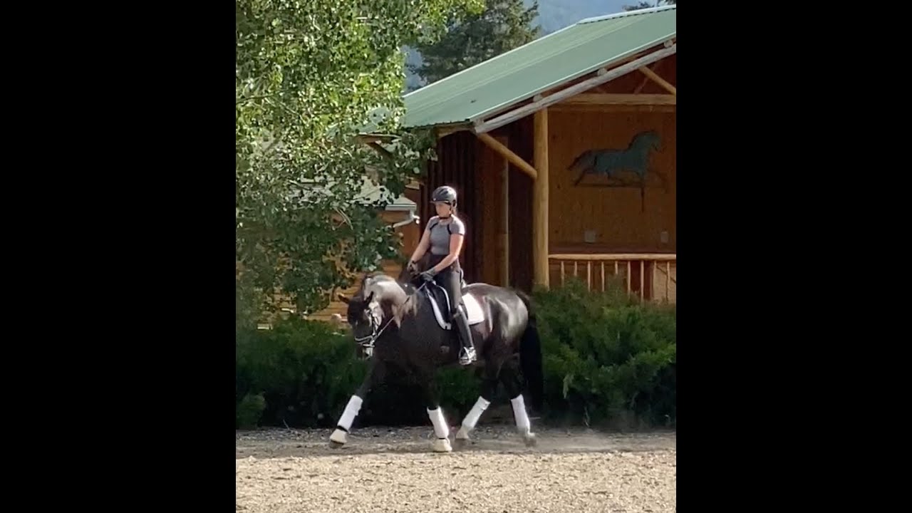 Dressage warmup tutorial