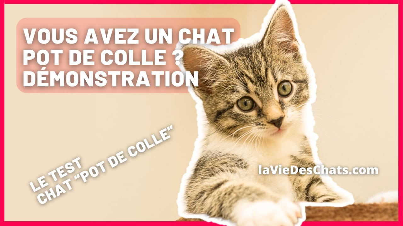 VOUS AVEZ UN CHAT POT DE COLLE ? D&Eacute;MONSTRATIONS