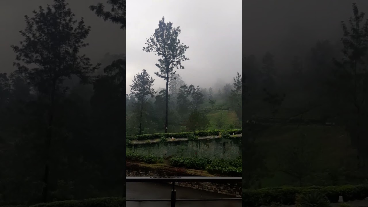 Rothschild Tea Lounge #srilanka #mountains #nuwaraeliya #viralshorts