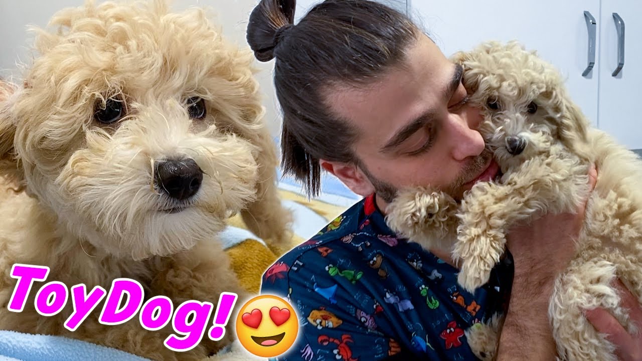НАСТОЯЩАЯ ИГРУШЕЧНАЯ СОБАКА! 🤩 ( ТАКАЯ ЗАСТОЙЧИВАЯ ) #TheVet