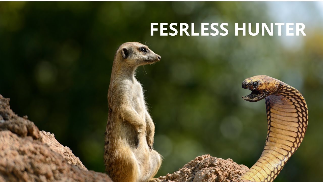 &ldquo;The Fearless Mongoose &ndash; Snake Killer of the Wild!&rdquo;