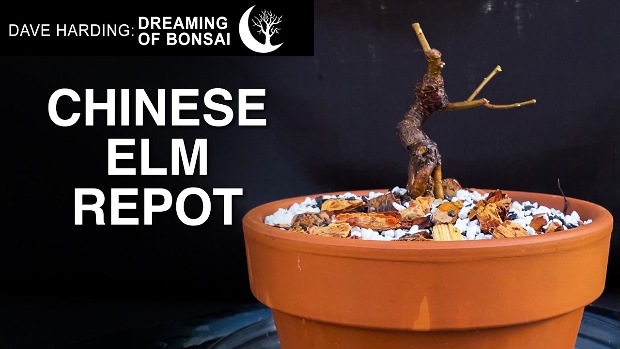 Chinese Elm Repot (1st Repot of the Year!), February 2026