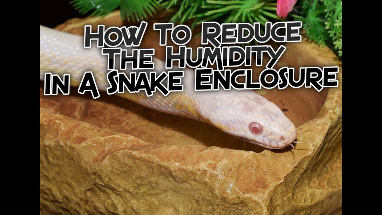 How To Reduce The Humidity In A Snake Enclosure (7 Ways!)