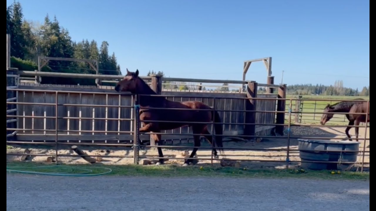 Solving the Pacing Horse by Connecting to the Feet
