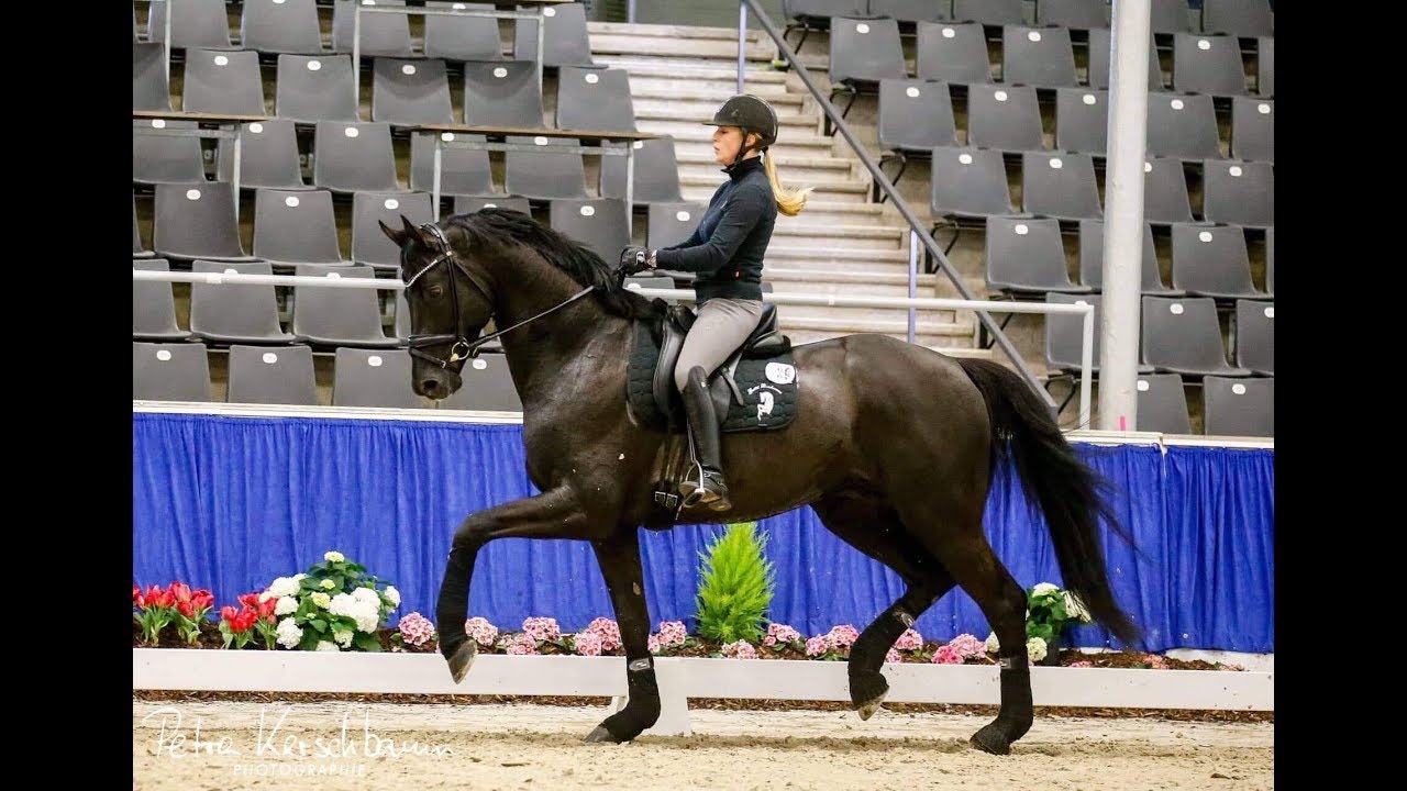 MARACANA von Millennium / Lord Loxley (Training Sporttest Verden 2019)