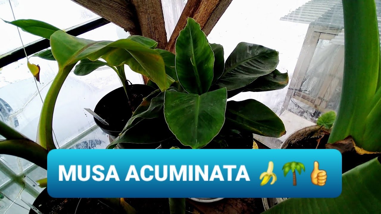 Zimowanie Musa Acuminata Super Dwarf Cavendish i Colocasia Leucocasia gigantea, Kolokazja ODC 1301.