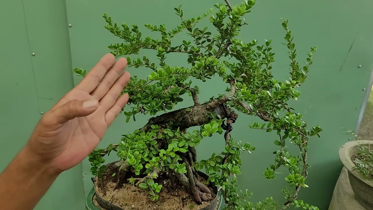 cách chăm sóc hải châu dành cho người mới chơi.